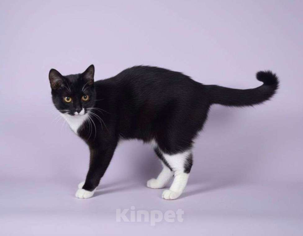 Кошки в Москве: Черно-белая кошечка Купи ищет дом  Девочка, Бесплатно - фото 3