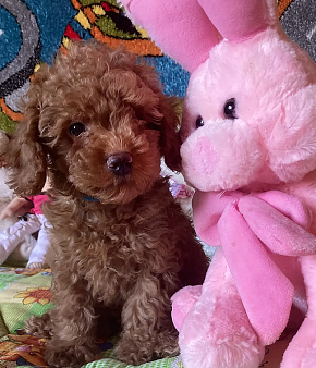 Щенок той-пуделя