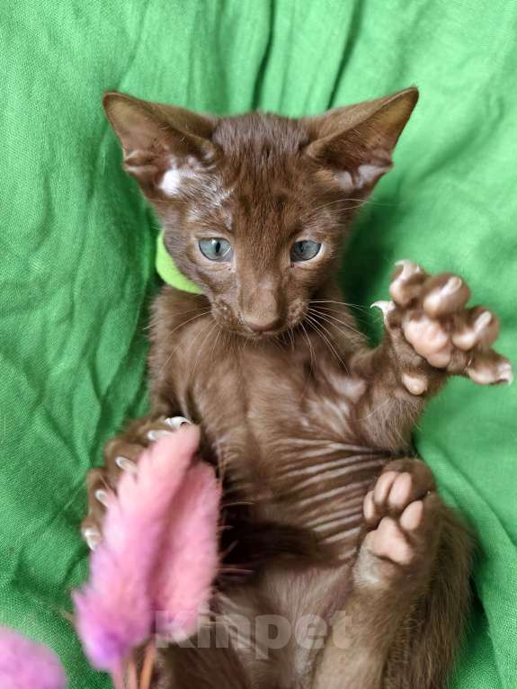 Кошки в Владивостоке: продаются котята ориентальной породы Мальчик, 30 000 руб. - фото 7