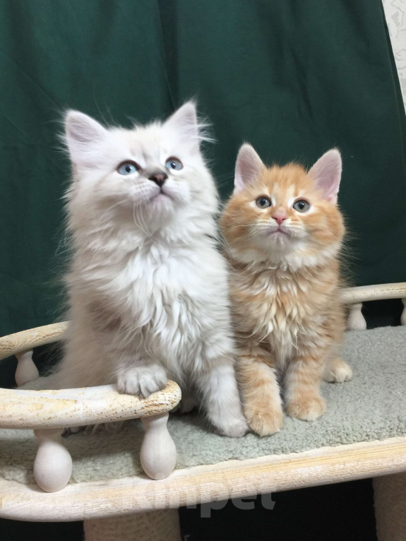 Кошки в Санкт-Петербурге: Невский маскарадный кот  Мальчик, 45 000 руб. - фото 3