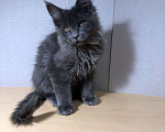 Кошки в Новосибирске: Котята Мейн-кун Девочка, Бесплатно - фото 4