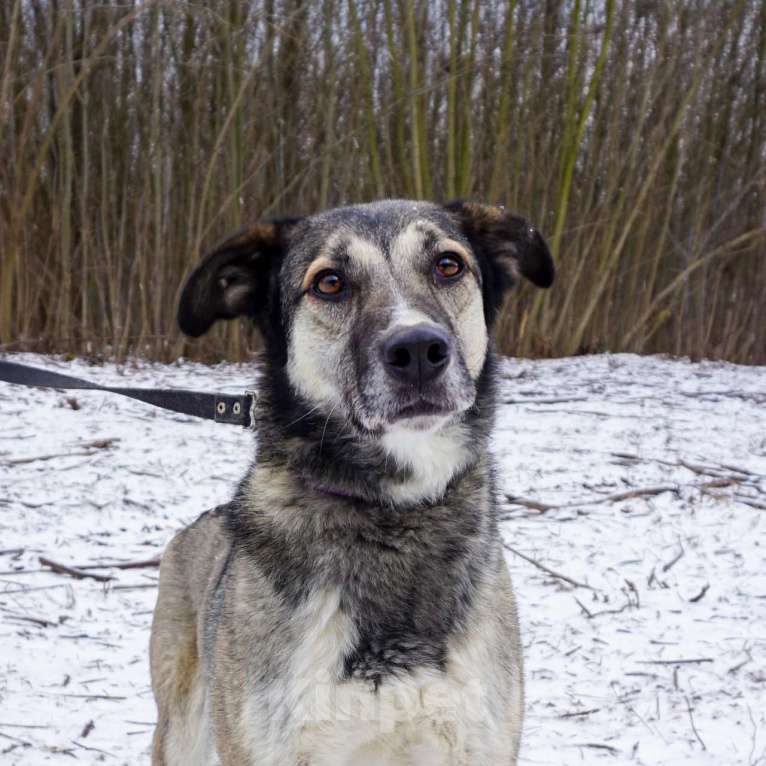 Собаки в Москве: Рок в добрые руки Мальчик, Бесплатно - фото 1