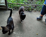 Кошки в Кудымкаре: Котята, Бесплатно - фото 5
