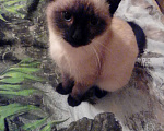 Кошки в Перми: Сиамский котенок ищет дом Мальчик, Бесплатно - фото 1