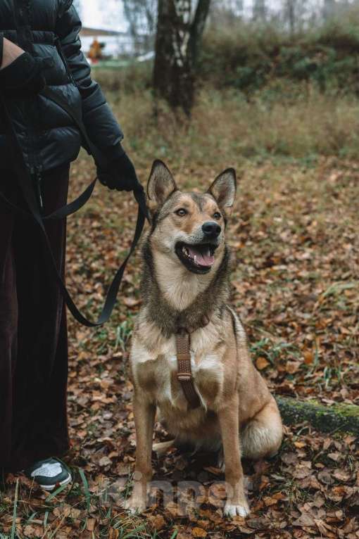 Собаки в Москве: Карамелька — обаятельная лисичка Девочка, Бесплатно - фото 2