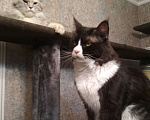 Кошки в Лобне: Вязка Мейн Кун Мальчик, 1 000 руб. - фото 4