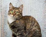 Кошки в Москве: Жемчужина с рынка ищет свою семью Девочка, Бесплатно - фото 4