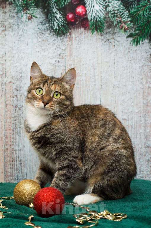 Кошки в Москве: Жемчужина с рынка ищет свою семью Девочка, Бесплатно - фото 4