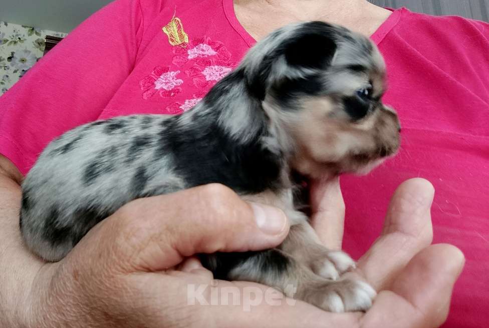 Собаки в Краснодаре: Щенки чихуахуа Девочка, 25 000 руб. - фото 5