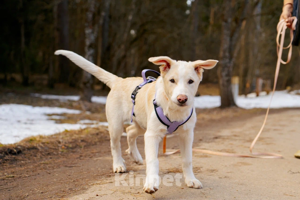 Собаки в Красногорске: Щенок Афина 4 месяца ищет дом Девочка, Бесплатно - фото 2