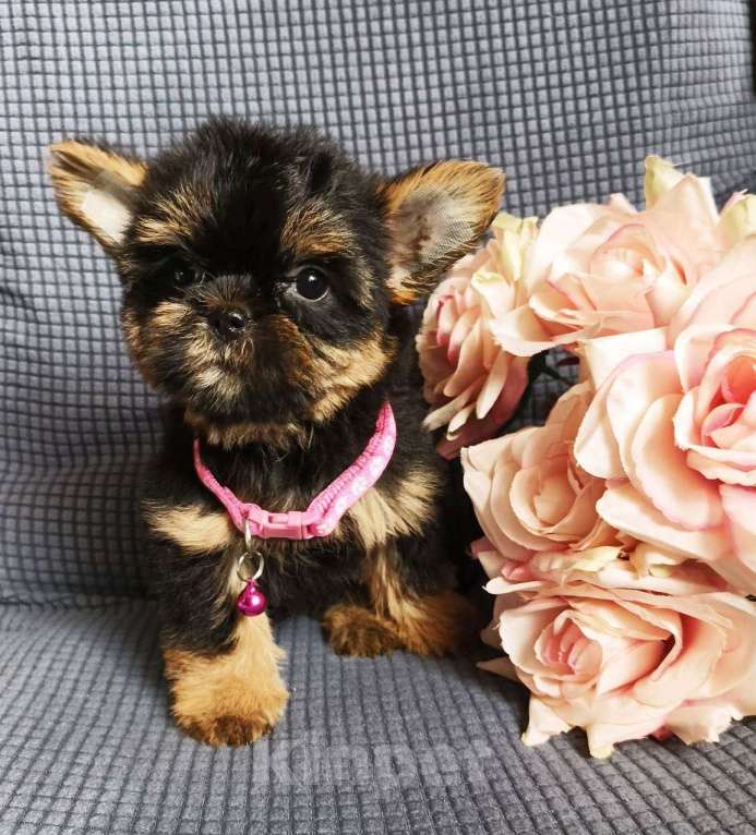 Собаки в Москве: Девочка йорши/шорки Девочка, 25 000 руб. - фото 2