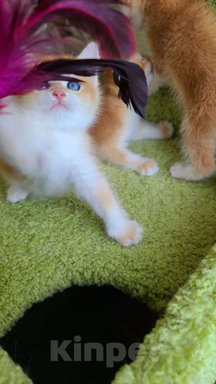 Кошки в Москве: Мальчики 3 шт британская золотая шиншилла  Мальчик, 38 000 руб. - фото 6