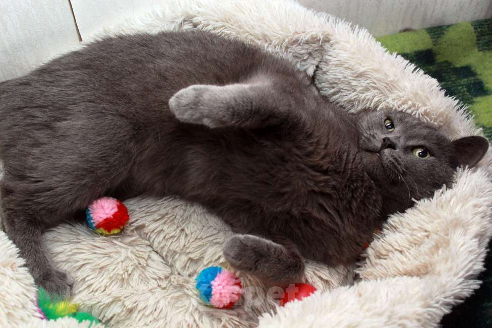 Кошки в Калуге: Серенький Грей ищет дом. Молодой кот в добрые руки. Мальчик, Бесплатно - фото 8