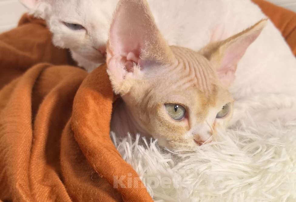 Кошки в Москве: Солнечный лас-Котун готов стать вашим Мальчик, 50 000 руб. - фото 6