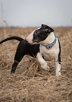 Очен перспективный щенок стандартного бультерьера от здоровой и красивой пары чемпионов