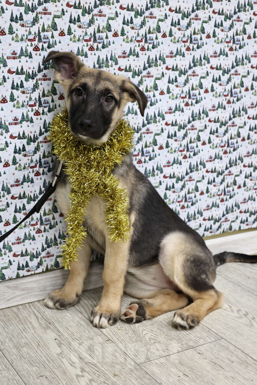 Собаки в Москве: Щенки бесплатно в Москве Девочка, Бесплатно - фото 5