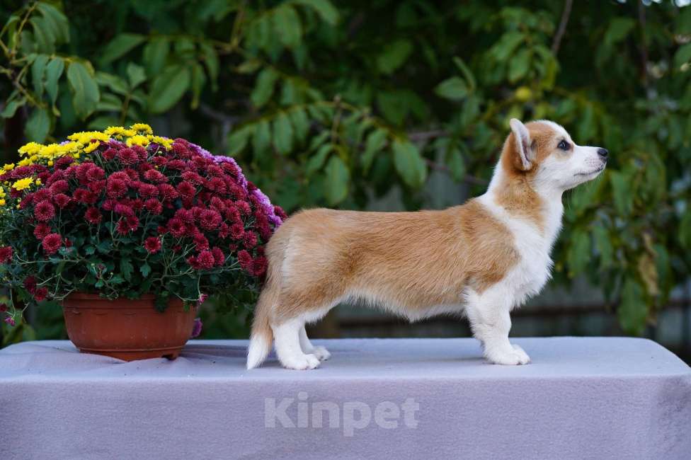 Собаки в других городах Воронежской области: Гото Предестинация Халва Девочка, 60 000 руб. - фото 3
