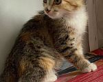 Кошки в Краснодаре: Отдам котят в добрые руки Девочка, Бесплатно - фото 2