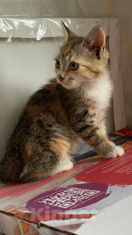 Кошки в Краснодаре: Отдам котят в добрые руки Девочка, Бесплатно - фото 2