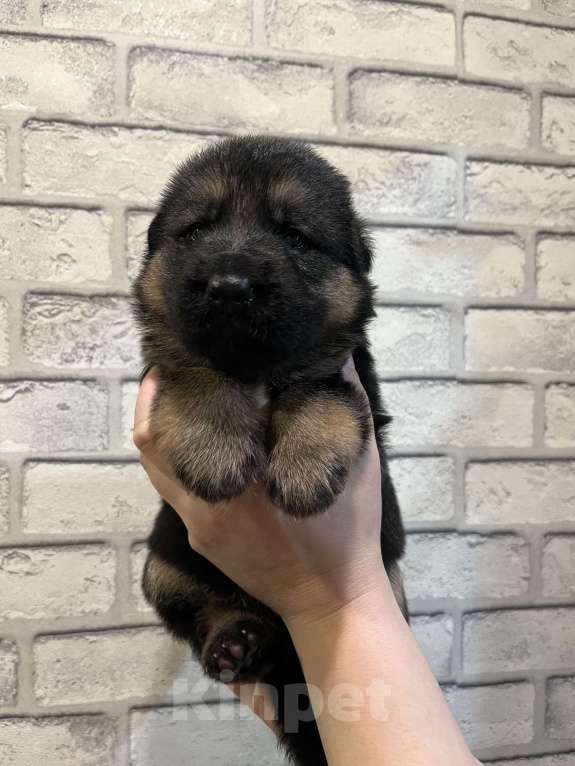 Собаки в Полевском: Девочка  Девочка, 25 000 руб. - фото 4