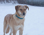 Собаки в Москве: Котопёс Итен в поисках дома, 2,5 года.  Мальчик, Бесплатно - фото 5