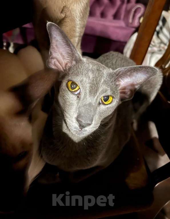 Кошки в Москве: Продается замечательная кошечка ориентал Проксима Девочка, 15 000 руб. - фото 3