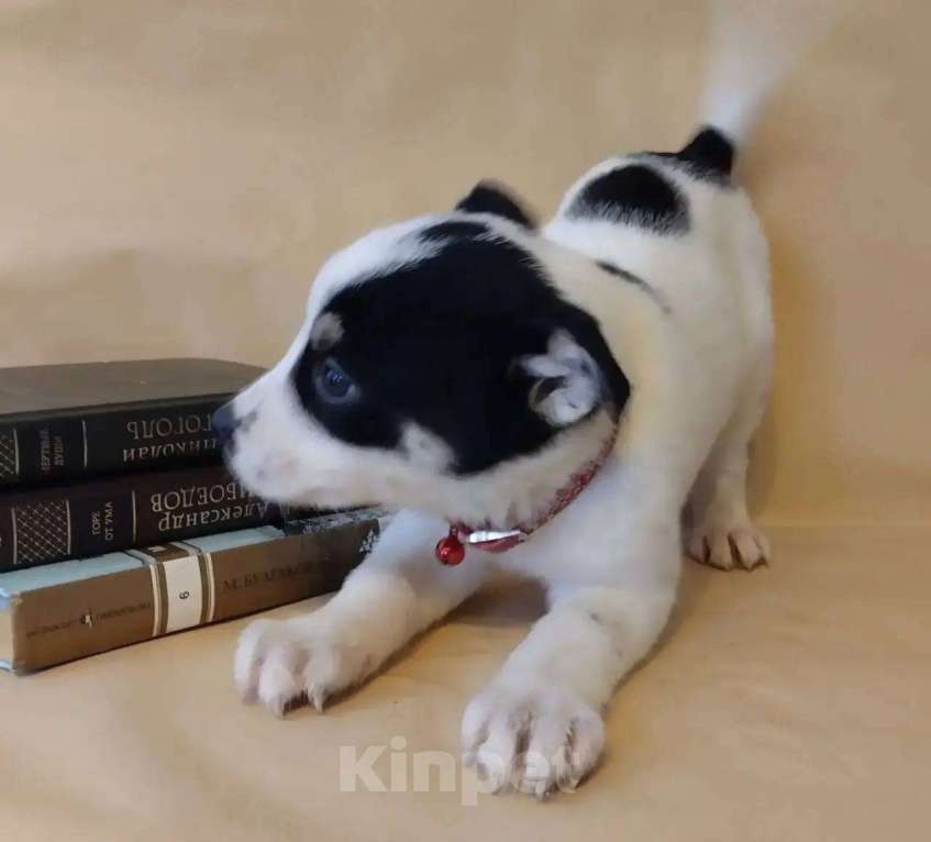 Собаки в Москве: в добрые руки Девочка, Бесплатно - фото 3