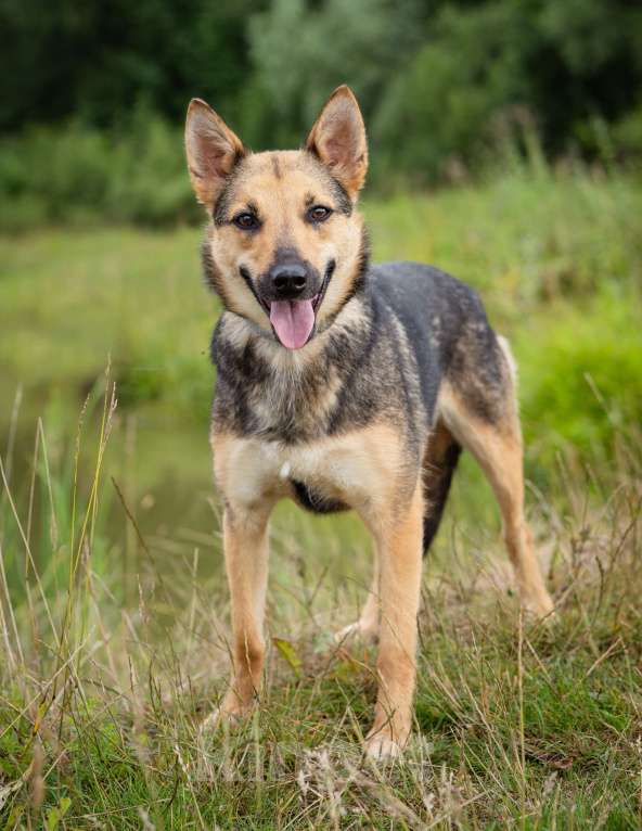 Собаки в Солнечногорске: Умненькая девочка в добрые руки Девочка, Бесплатно - фото 8