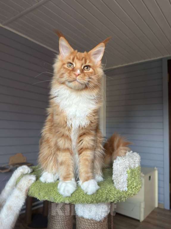 Кошки в Москве: Котёнок мейн-кун Мальчик, 75 000 руб. - фото 5