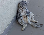 Кошки в Краснодаре: Котик ищет семью Мальчик, Бесплатно - фото 2