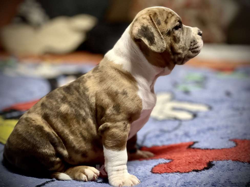 Собаки в Челябинске: Американский булли , щенки Мальчик, 60 000 руб. - фото 3