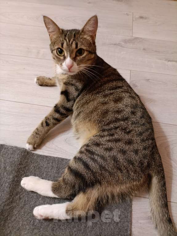 Кошки в Москве: Кошечка ищет семью Девочка, 10 руб. - фото 2