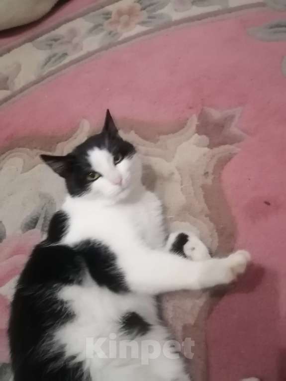 Кошки в Набережных Челнах: Хочу дом Мальчик, Бесплатно - фото 3