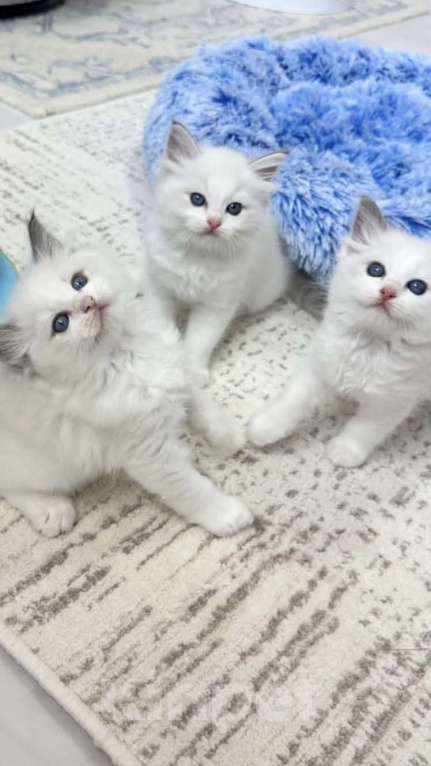 Кошки в Санкт-Петербурге: Рэгдолл  Девочка, 37 000 руб. - фото 1