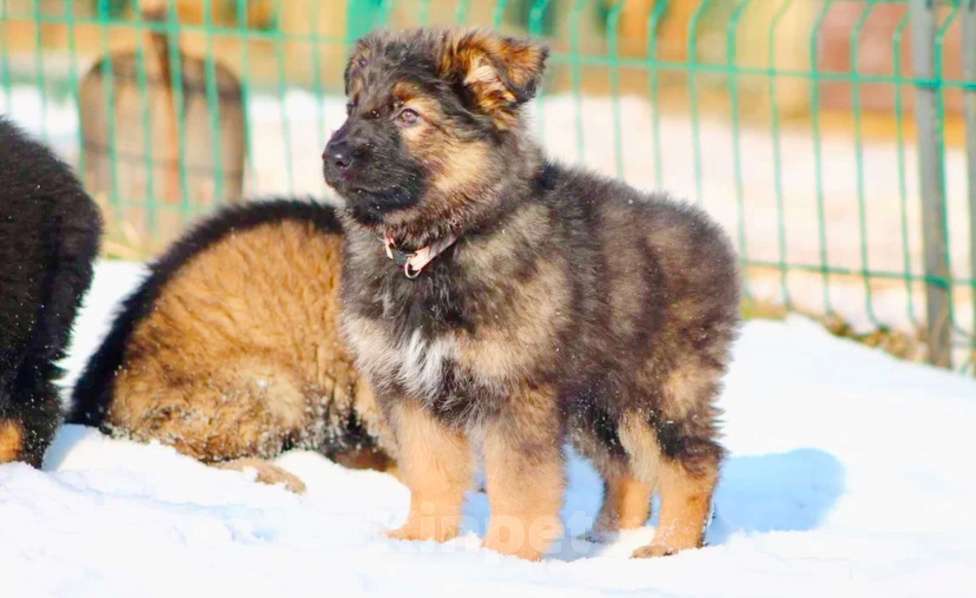 Собаки в Апрелевке: Супер щенки  Мальчик, Бесплатно - фото 3
