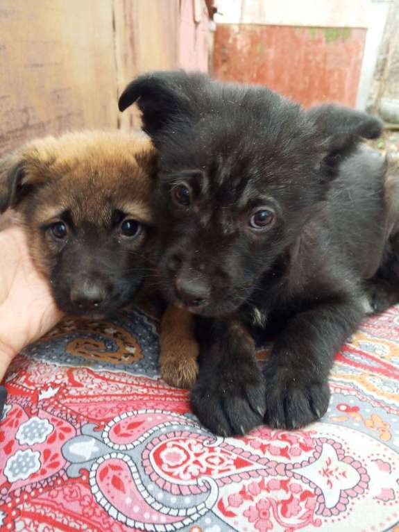 Собаки в Самаре: Малыши с улицы ищут своих хозяев Мальчик, Бесплатно - фото 2