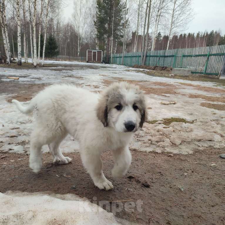 Собаки в других городах Ленинградской области: Харита пиренейская горная собака  Девочка, 70 000 руб. - фото 5