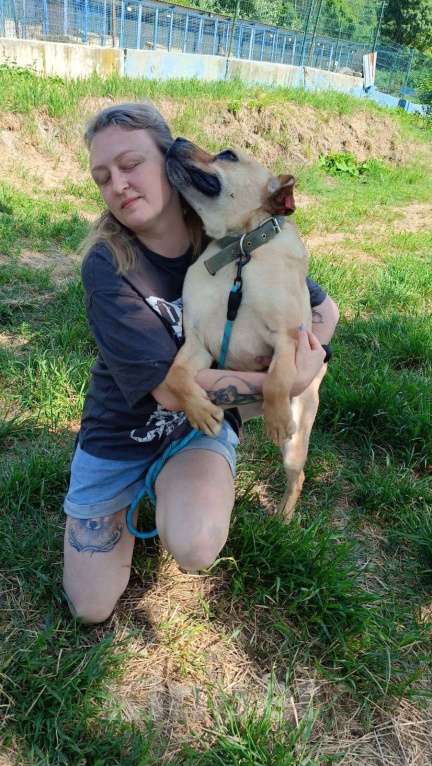 Собаки в других городах Краснодарского края: Метис лабрадора и стаффа в дар с доставкой Мальчик, Бесплатно - фото 5