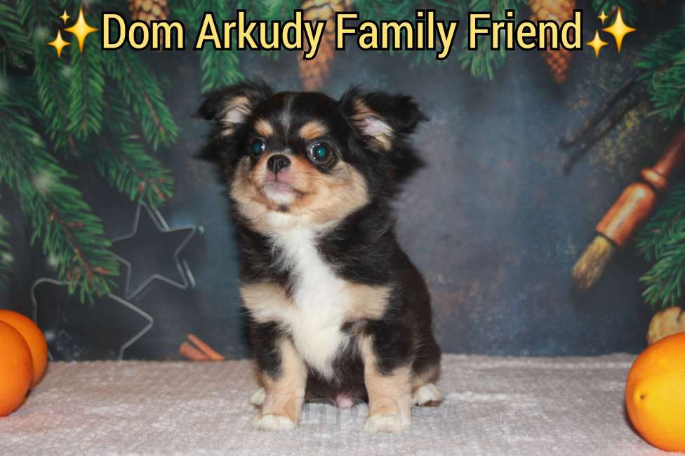 Собаки в Казани: Малыш чихуахуа  Мальчик, 30 000 руб. - фото 3