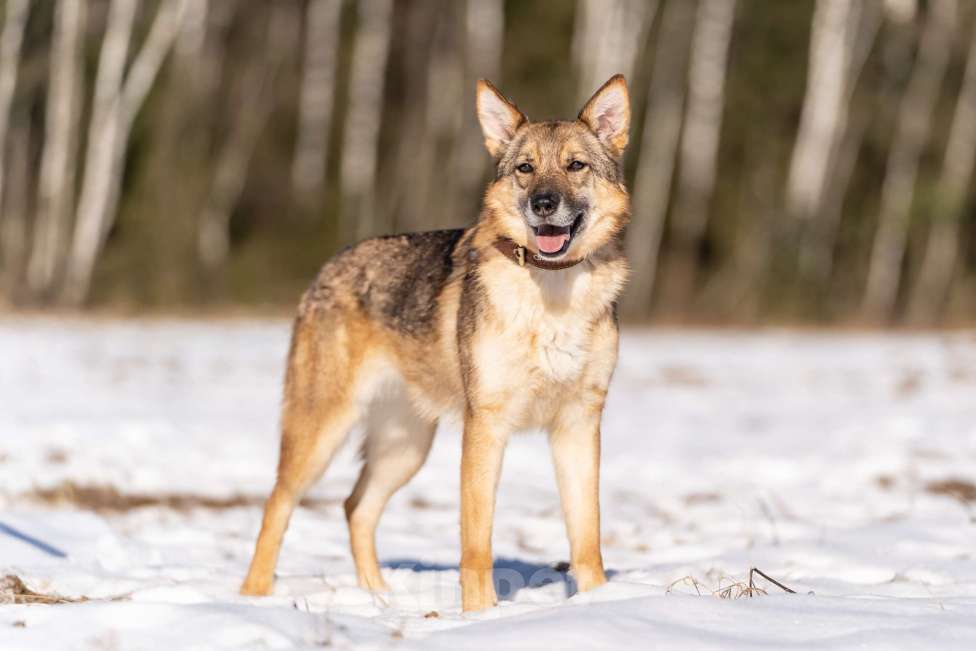 Собаки в Клине: Кейси — трогательная собачка Девочка, Бесплатно - фото 2