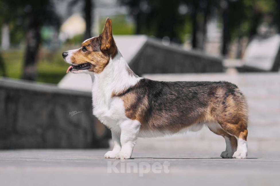 Собаки в Новосибирске: Вязка вельш-корги гардиган Мальчик, 50 000 руб. - фото 5