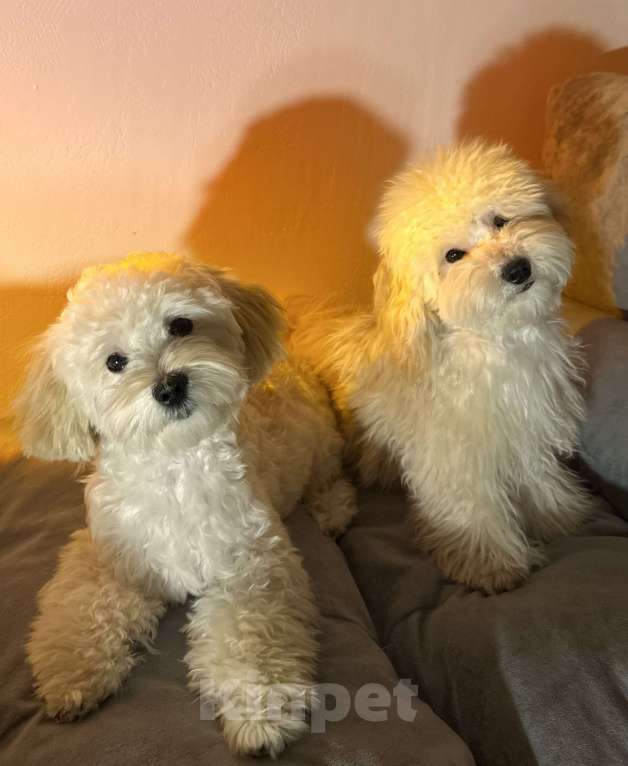 Собаки в Перми: Тоша  Мальчик, Бесплатно - фото 6