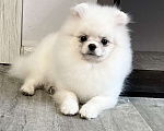 Собаки в Воронеже: Самец померанского шпица, белый Мальчик, 40 000 руб. - фото 1