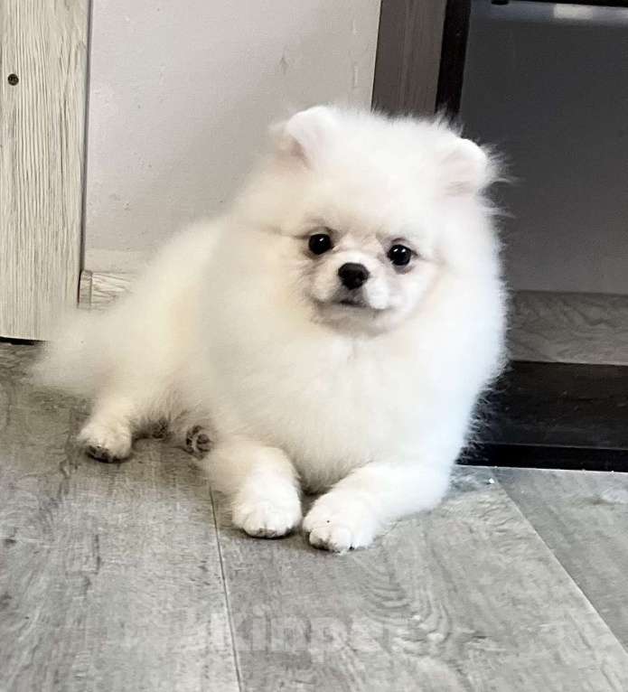 Собаки в Воронеже: Самец померанского шпица, белый Мальчик, 40 000 руб. - фото 1