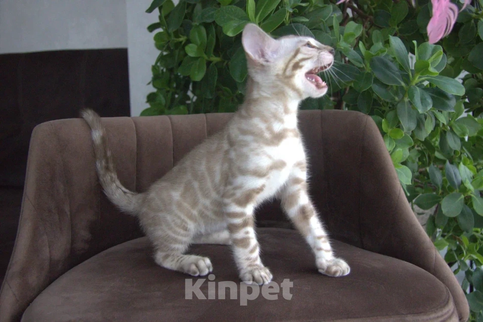 Кошки в Москве: Снежный минк Мальчик, Бесплатно - фото 3