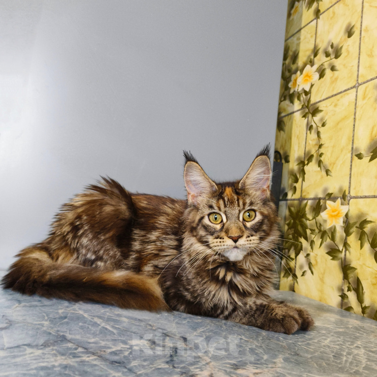 Кошки в Москве: Котёнок Мейн-кун Девочка Девочка, 39 000 руб. - фото 5
