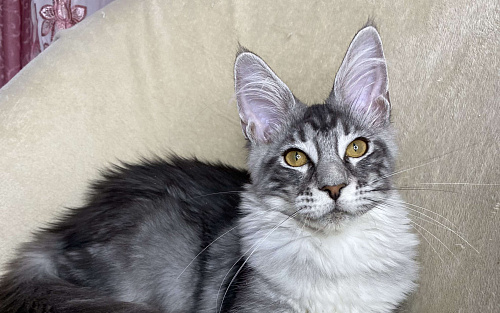 Черная серебристая мраморная девочка мейн кун Злата