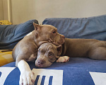 Собаки в Волгограде: Щенки американского булли  Девочка, 70 000 руб. - фото 3