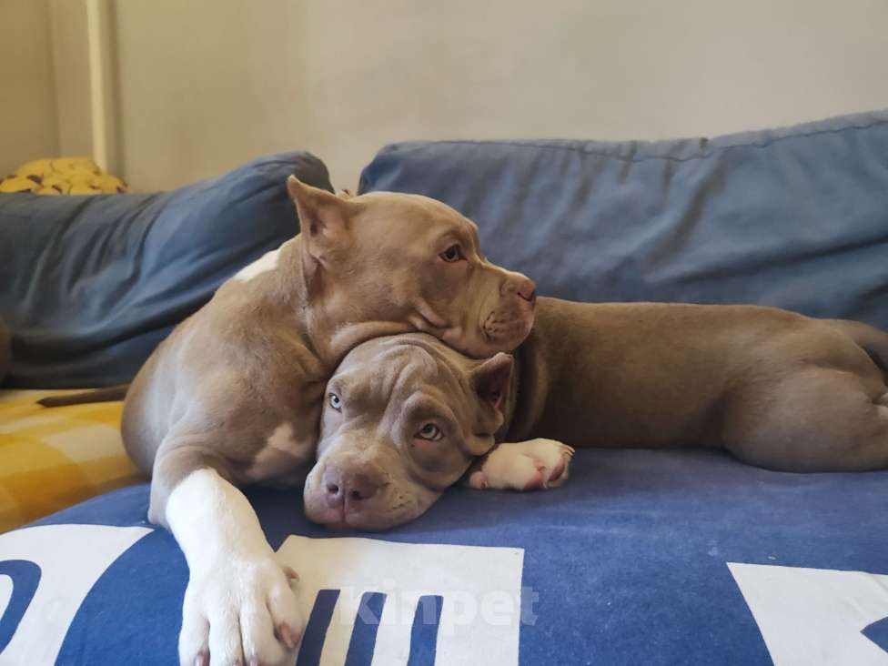 Собаки в Волгограде: Щенки американского булли  Девочка, 70 000 руб. - фото 3
