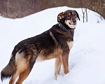 Собаки в Москве: Ариэль ищет свою любящую семью Девочка, Бесплатно - фото 4